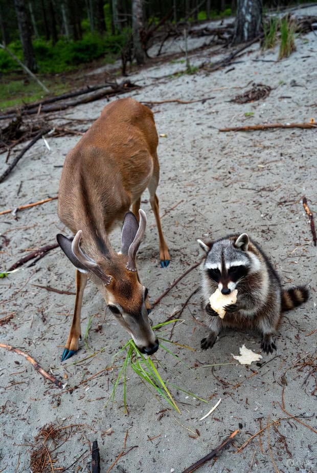 When traveling to the BWCA wildlife is abound